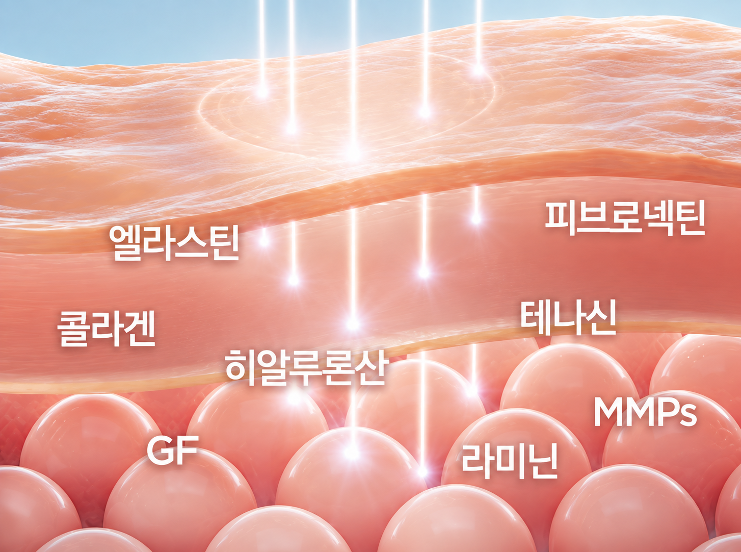 콜라겐·엘라스틴·히알루론산 등 실제 피부 ECM 성분